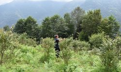 Babasının 1300 rakımdaki maviyemiş bahçesini gelir kapısına dönüştürdü