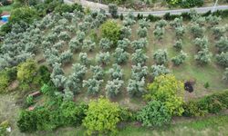 Memleketlerine dönen kız kardeşler babalarının 40 yıllık zeytinliğine sahip çıktı