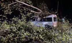 Samsun'da rüzgardan devrilen ağaç araca zarar verdi