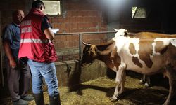 Samsun'da sonbahar dönemi şap ve brusella aşılama çalışması yürütülüyor