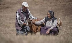 Yarım asırlık evli çift, Erzurum'un dağlarında emeği ve hayatı paylaşıyor