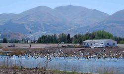 Dalgaların kuşu martılar, denize kıyısı olmayan Erzurum'a misafir oldu
