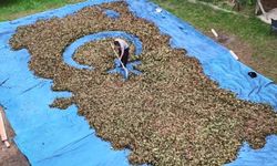 Fındık harmanında sıra dışı sanat: Fındıklarla Türkiye haritası ve bayrağı çiziyor