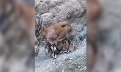 Anne Yaban Keçisi Yavrularına Tırmanmayı Öğretiyor