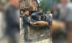 Halsiz Düşen Yaban Keçisi Köye Sığındı