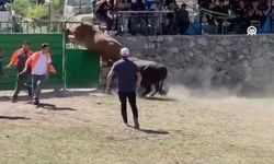 Festivalde Güreşen Boğa Kapı Boşluğundan Kaçtı