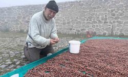 Fındık üreticisinin fındık kurutma çilesi yaylada da devam ediyor