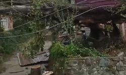 Rüzgâr Ağacı Kökünden Söktü