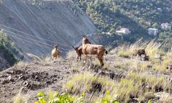Artvin’de Doğal Yaşamdan Görsel Şölen