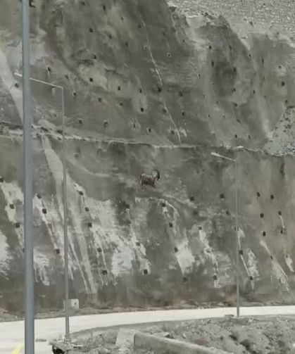 Dağ keçileri yer çekimine meydan okuyor