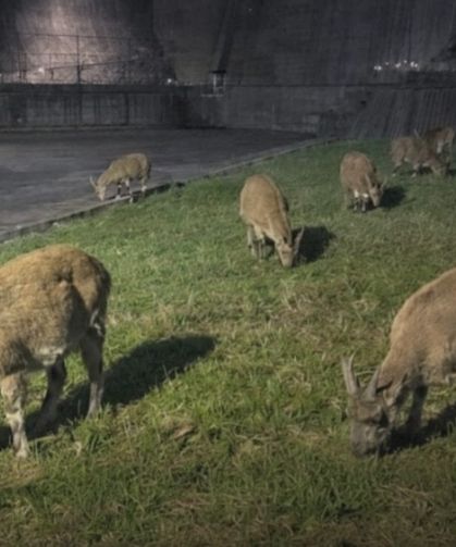 Deriner Barajında Sürpriz Misafir