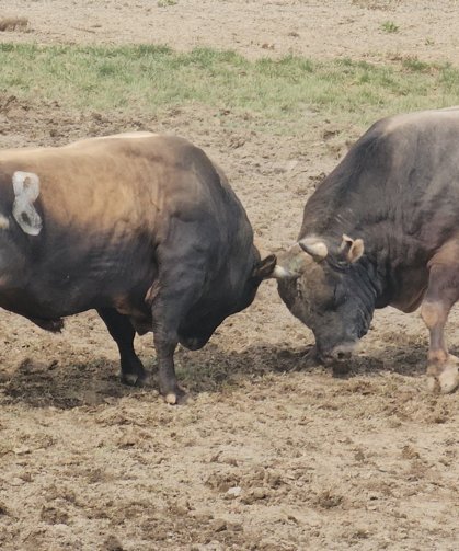 227 Boğa Arenaya Çıktı