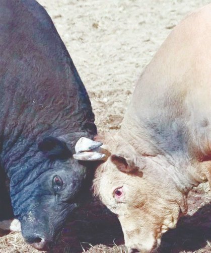 Yusufeli’nde Geri Sayım Başladı