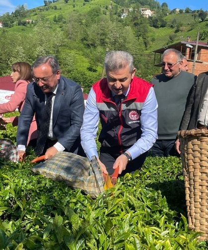 Geleneksel Çay Hasadı Etkinliği Düzenlendi