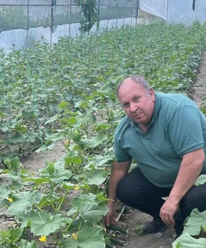 Seralarda Üretilen İlk Yerli Salatalıklar Satışa Çıkıyor