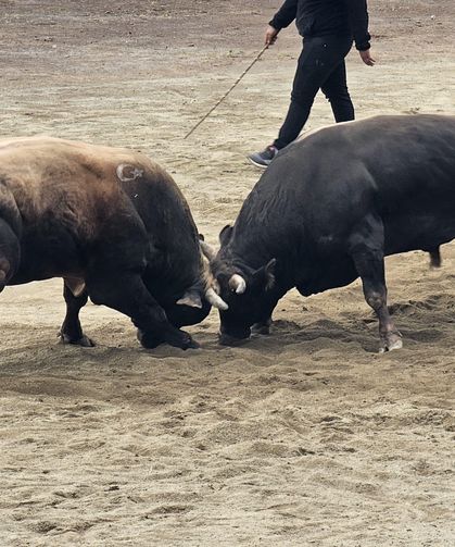 Murgul’da Boğa Güreşleri Festivali Coşkuyla Tamamlandı