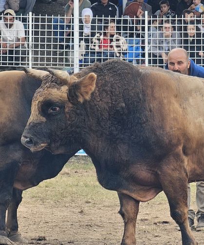 45. Kafkasör Festivali’nde 3. Gün Heyecanı Sona Erdi