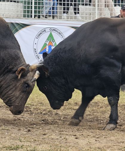 45. Kafkasör’de İkinci Gün Tamamlandı, Kupalar Sahiplerini Buldu