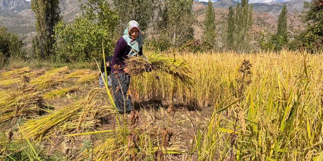 Yusufeli’nde Geleneksel Çeltik Hasadı Başladı