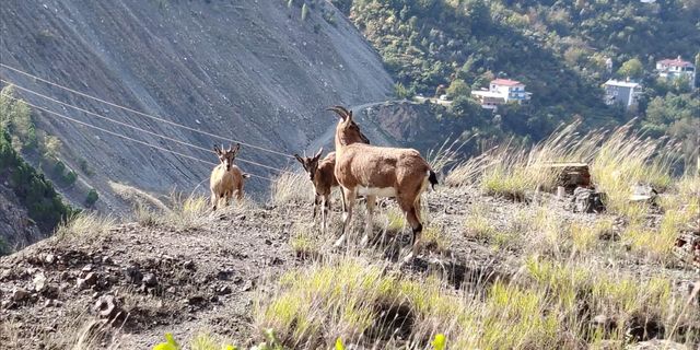 Artvin’de Doğal Yaşamdan Görsel Şölen
