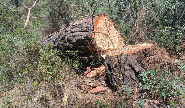 Artvin’den İkizköylülere destek