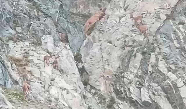 Deriner Barajı çevresinde Dağ Keçileri Görüntülendi 