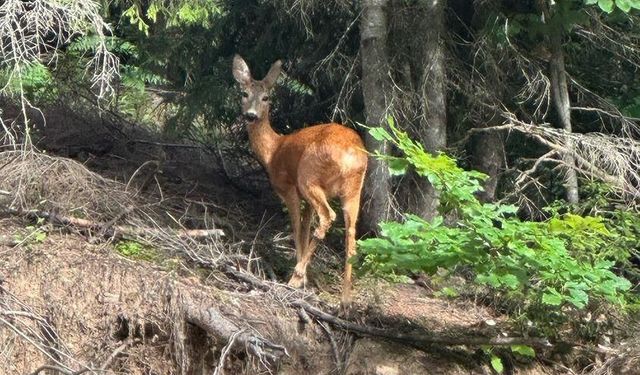 Artvin’de karaca görüntülendi