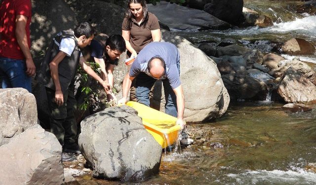 60 bin adet yavru alabalık derelerle buluşturuldu