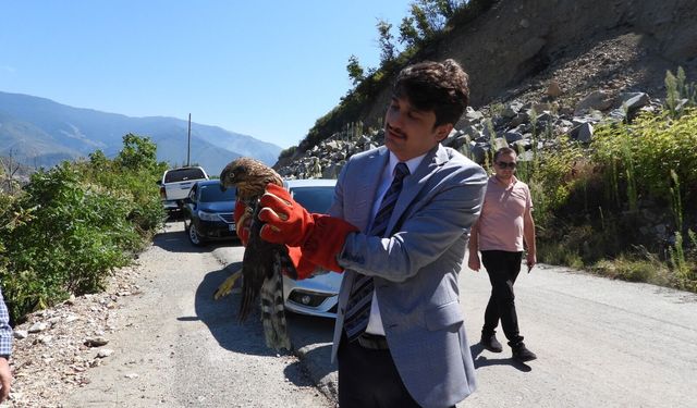 Yaralı şahin yeniden doğayla buluştu