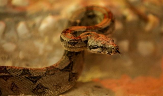 Kırmızı kuyruklu boa yılanı ve çinçillalar Bursa Hayvanat Bahçesi'ne alışıyor