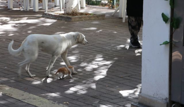 Köpek, kedi yavrusuna annelik yapıyor