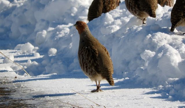 Çil keklikler karlar üzerinde yiyecek ararken görüntülendi