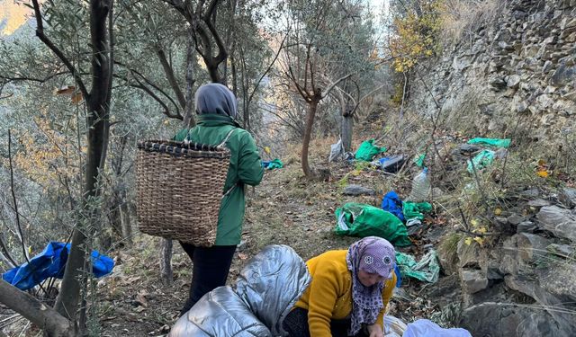 İlkel yöntemlerle toplanan zeytin hasadı tamamlandı
