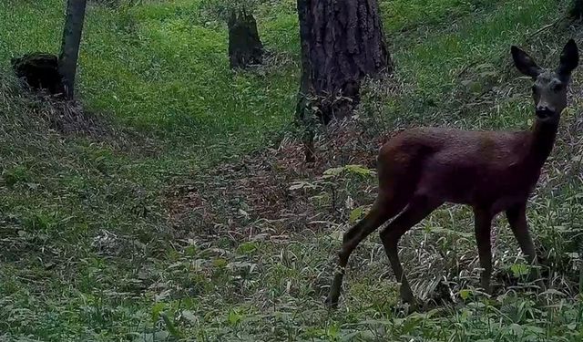 Yaban Hayatı Fotokapanla Görüntülendi