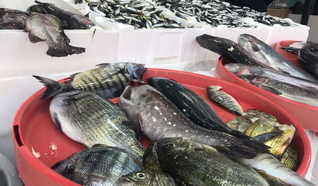 Arhavi’de Balık Fiyatlarında Son Durum