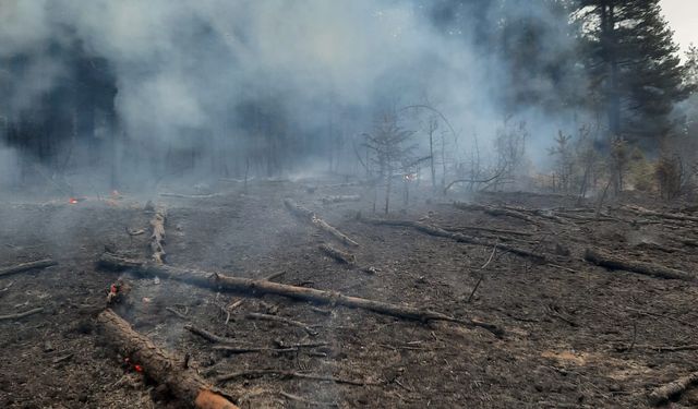 Sıçrayan Kıvılcım Ormanda Yangına Neden Oldu