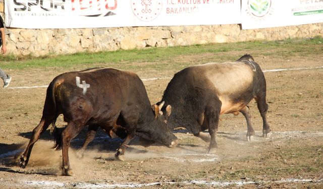 Festivalde Güreşlerin İlk Günü Tamamlandı