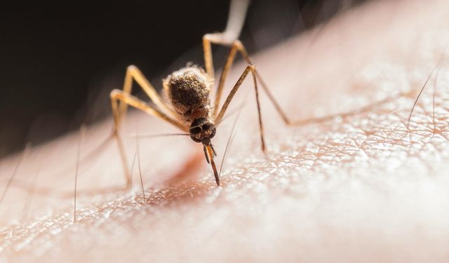 Araştırma: Genetiği Değiştirilmiş Sivrisineklerin Isırığı Daha Etkili Sıtma Aşılarında Kullanılabilir