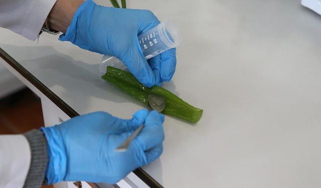 Çinko İyon Pillerin Performansı ve Dayanıklılığı Aloe Verayla Artırıldı