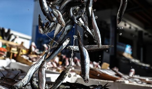 Türkiye'nin 3 Aylık Hamsi İhracatı 3,1 Milyon Doları Aştı