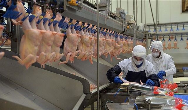 Tavuk Eti Üretimi Ocakta Yıllık Bazda Yüzde 14,9 Arttı