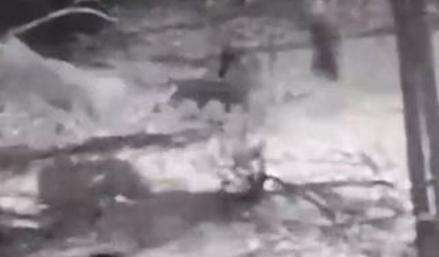 Kurtlara Tek Başına Karşı Koydu