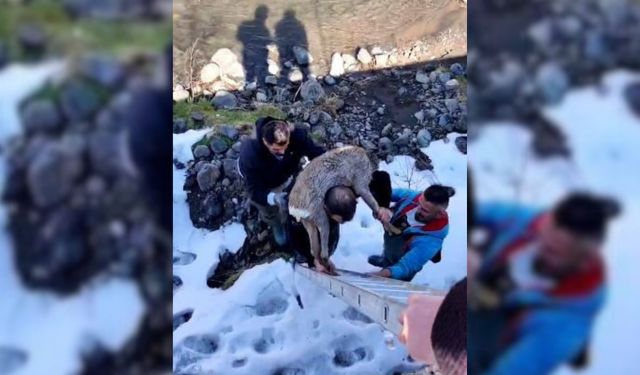 Dereye Düşen Karacayı Omuzuna Alarak Kurtardı