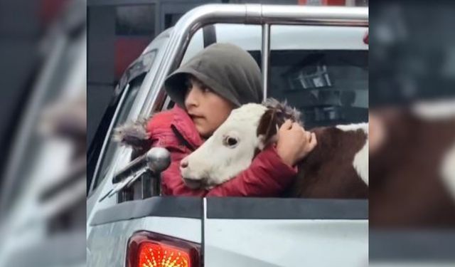 Hasta Buzağısı ’Korkmasın" Diye Kamyonetin Kasasında Sarılarak Yalnız Bırakmadı