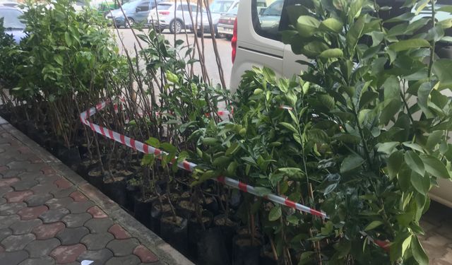 Üreticilere Fidan Desteği