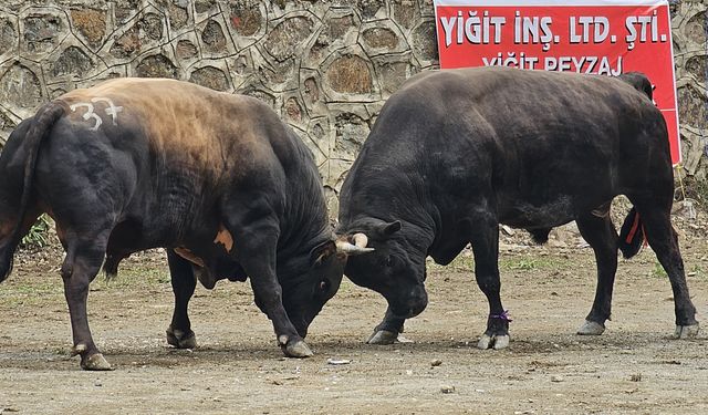 Boğaların Gücü Sarıgöl’de Yarıştı
