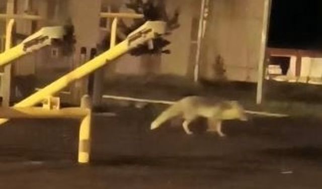 Artvin Şehir Merkezindeki Çocuk Parkında Tilki Sürprizi