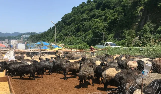 Artvin’de Kurban Uyarısı