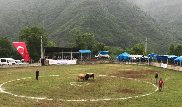 Geleneksel Boğa Güreşleri Festivali 34. Kez Düzenleniyor