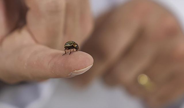 İklim Değişikliğine Bağlı Sıcaklık Artışları ve Habitatların Bozulması Kene Popülasyonunu Artırıyor
